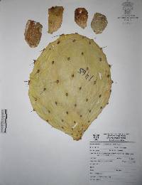 Opuntia excelsa image