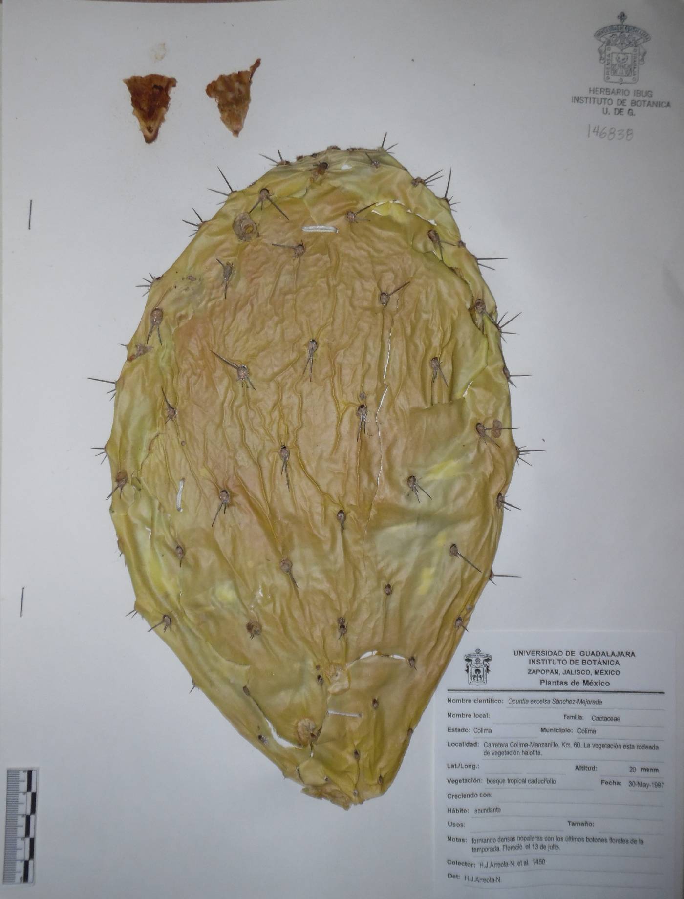 Opuntia excelsa image