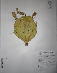 Opuntia fuliginosa image