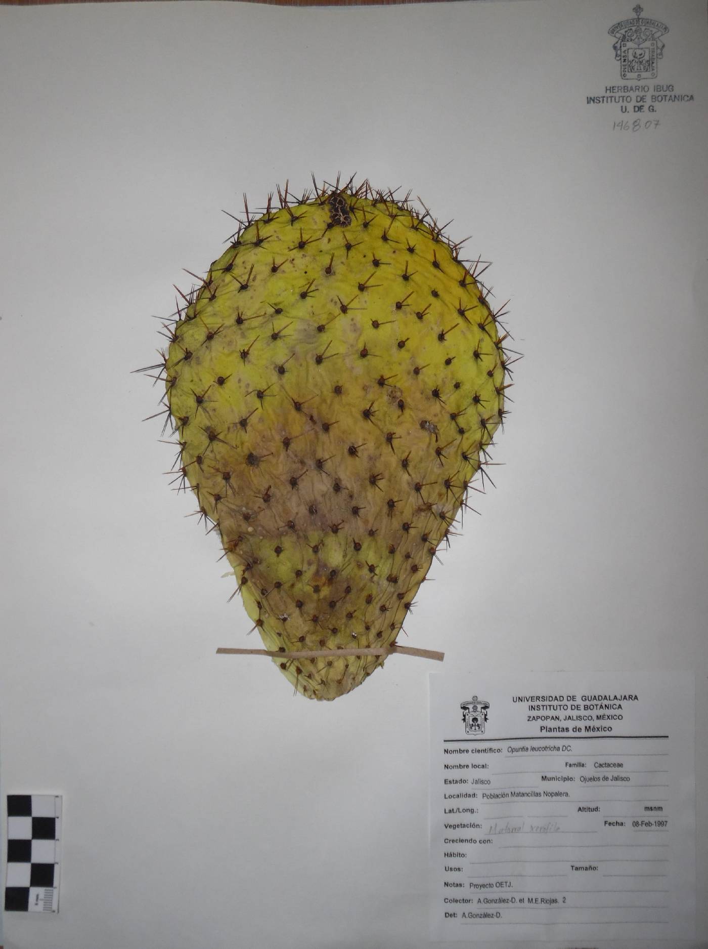 Opuntia leucotricha image