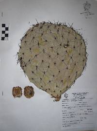 Opuntia streptacantha image