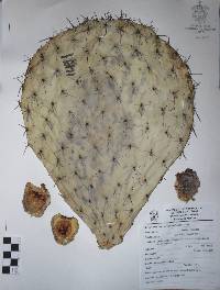 Opuntia streptacantha image