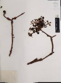Arbutus madrensis image