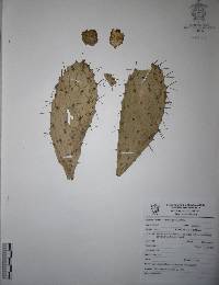 Opuntia hyptiacantha image