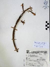 Image of Acanthocereus paradoxus