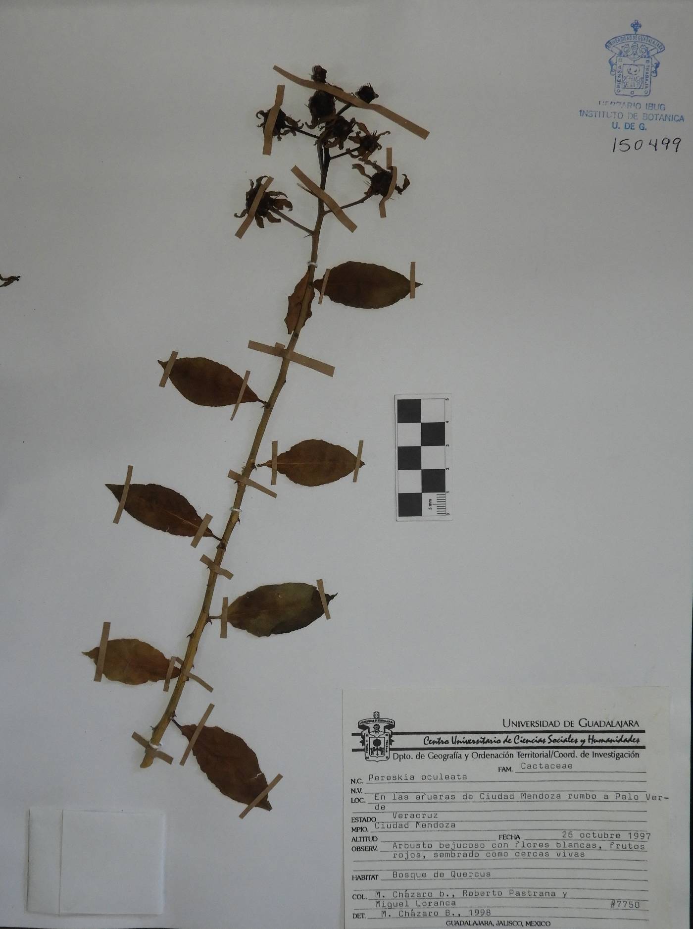 Pereskia aculeata image