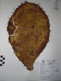 Opuntia streptacantha image