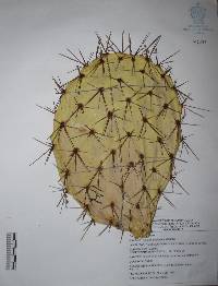 Opuntia cochinera image