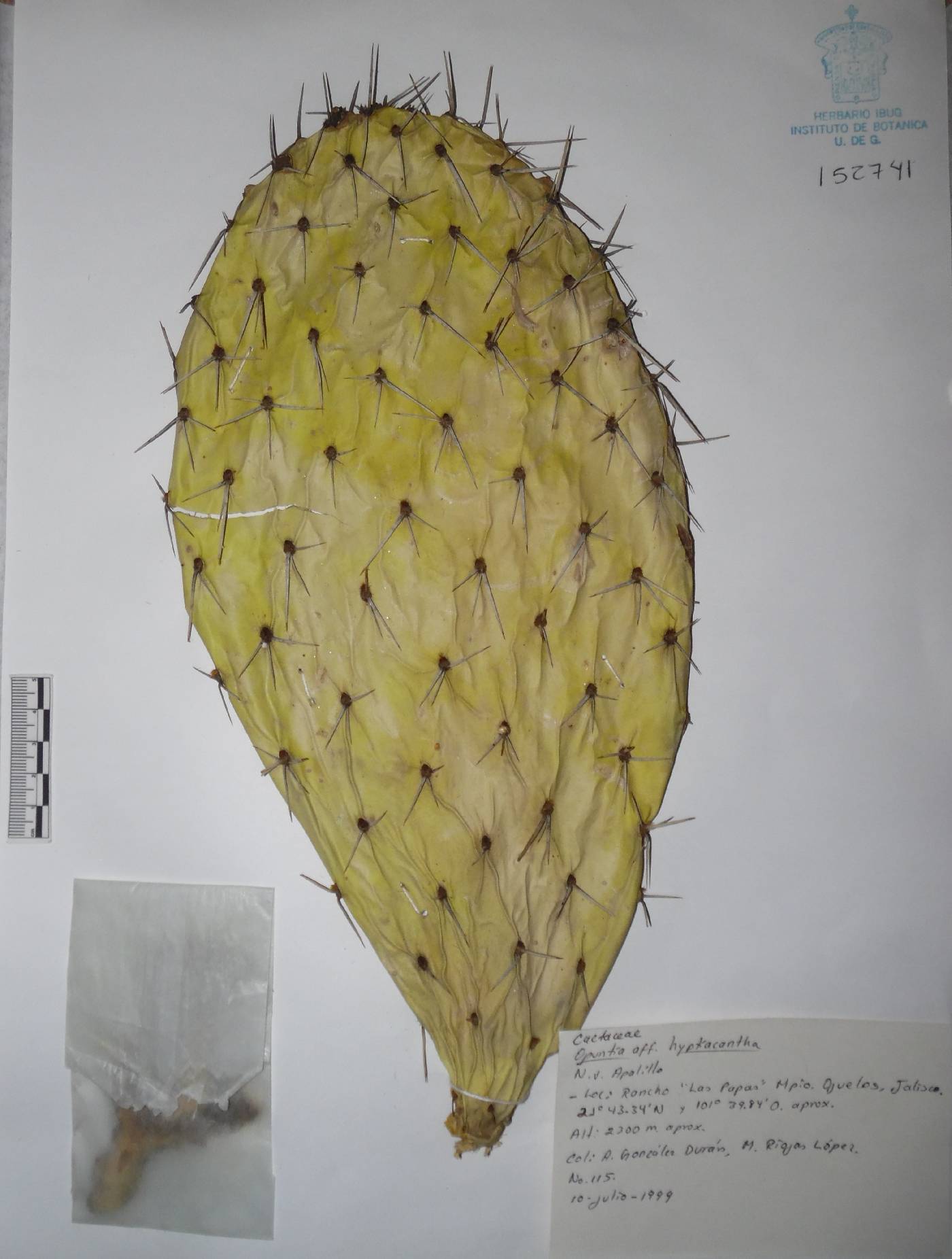 Opuntia hyptiacantha image