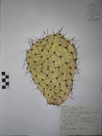 Opuntia streptacantha image