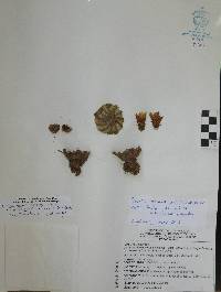 Echinocereus pulchellus subsp. weinbergii image