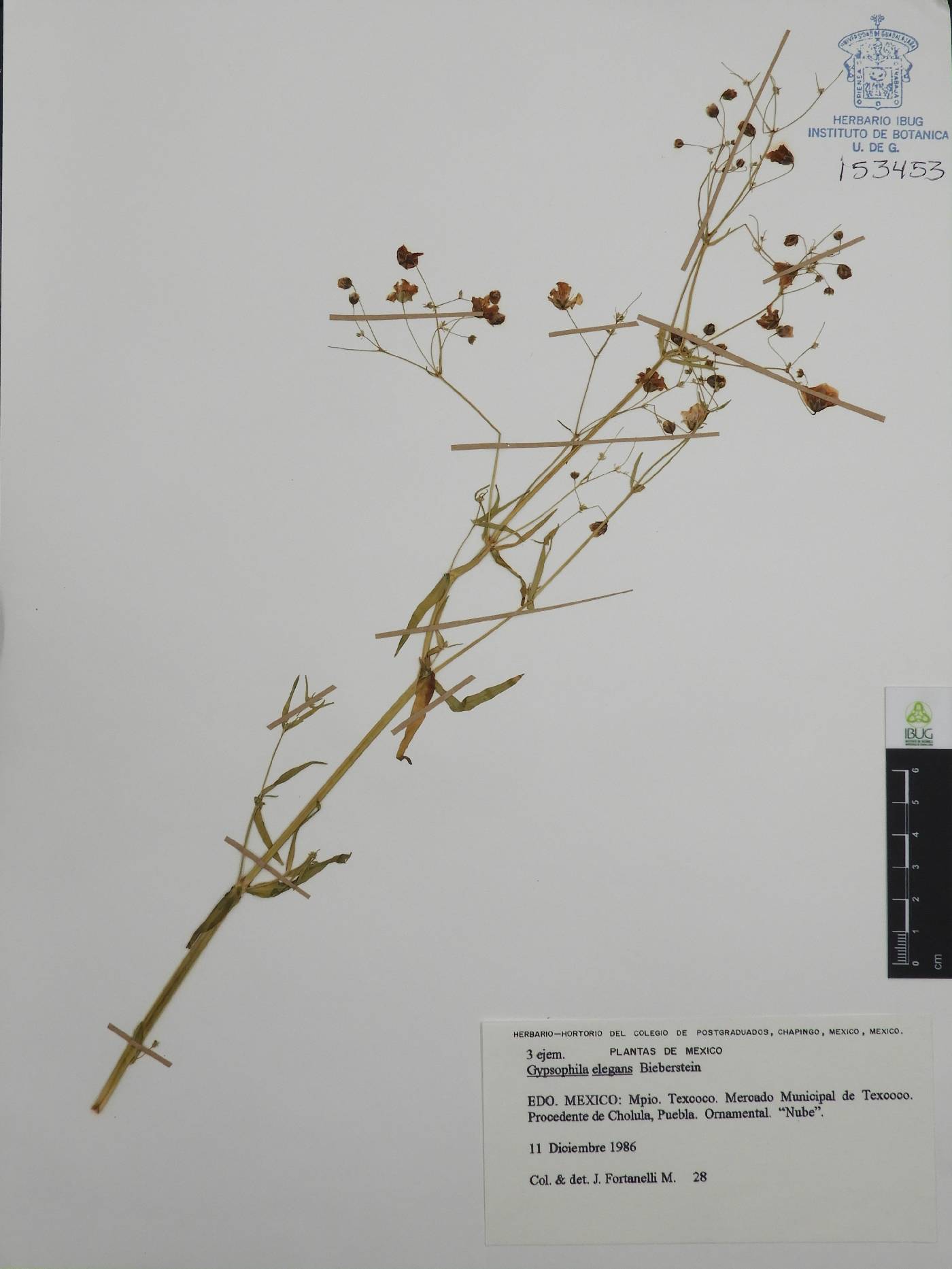 Gypsophila elegans image