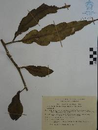 Epiphyllum pumilum image