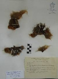 Pilosocereus leucocephalus image