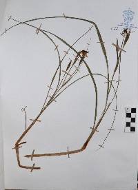 Nemastylis geminiflora image