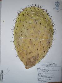 Opuntia hyptiacantha image