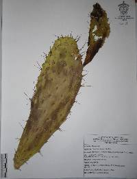 Opuntia hyptiacantha image