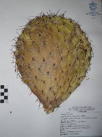 Opuntia streptacantha image