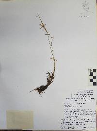 Tigridia conzattii image