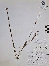 Calydorea mexicana image