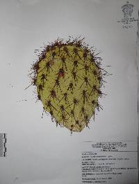 Opuntia cantabrigiensis image