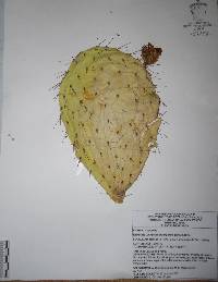 Opuntia hyptiacantha image