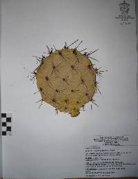 Opuntia phaeacantha image