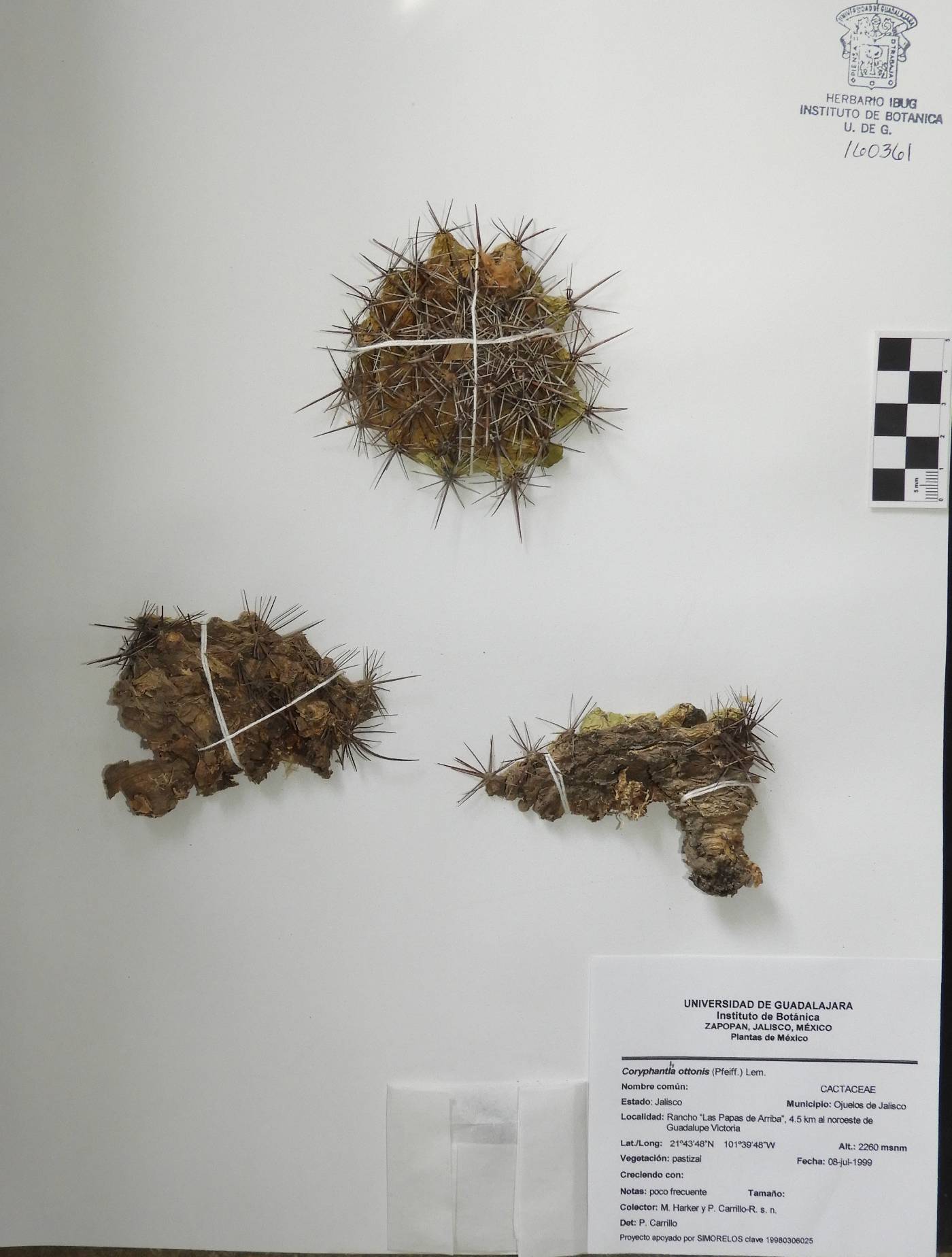 Coryphantha ottonis image