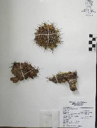 Coryphantha ottonis image