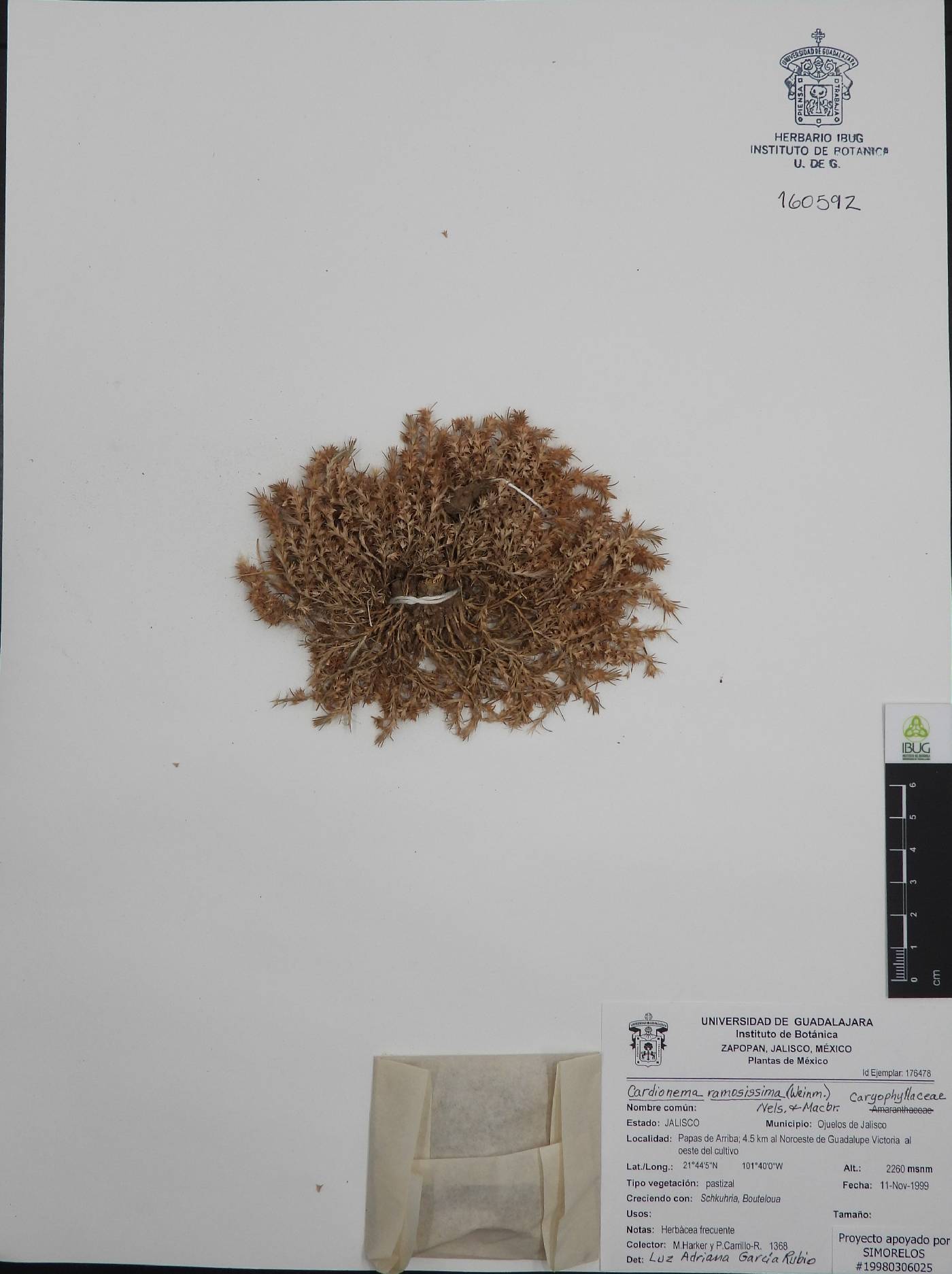Cardionema ramosissima image