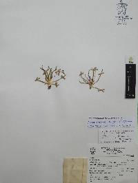 Phemeranthus napiformis image
