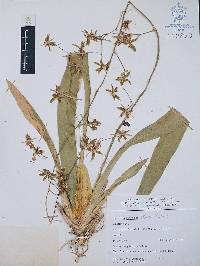 Oncidium hastatum image