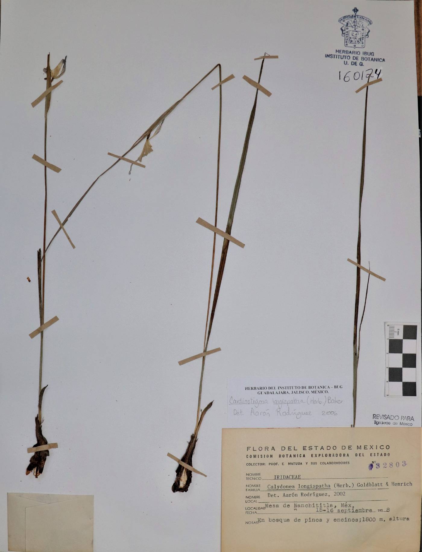 Cardiostigma longispatha image