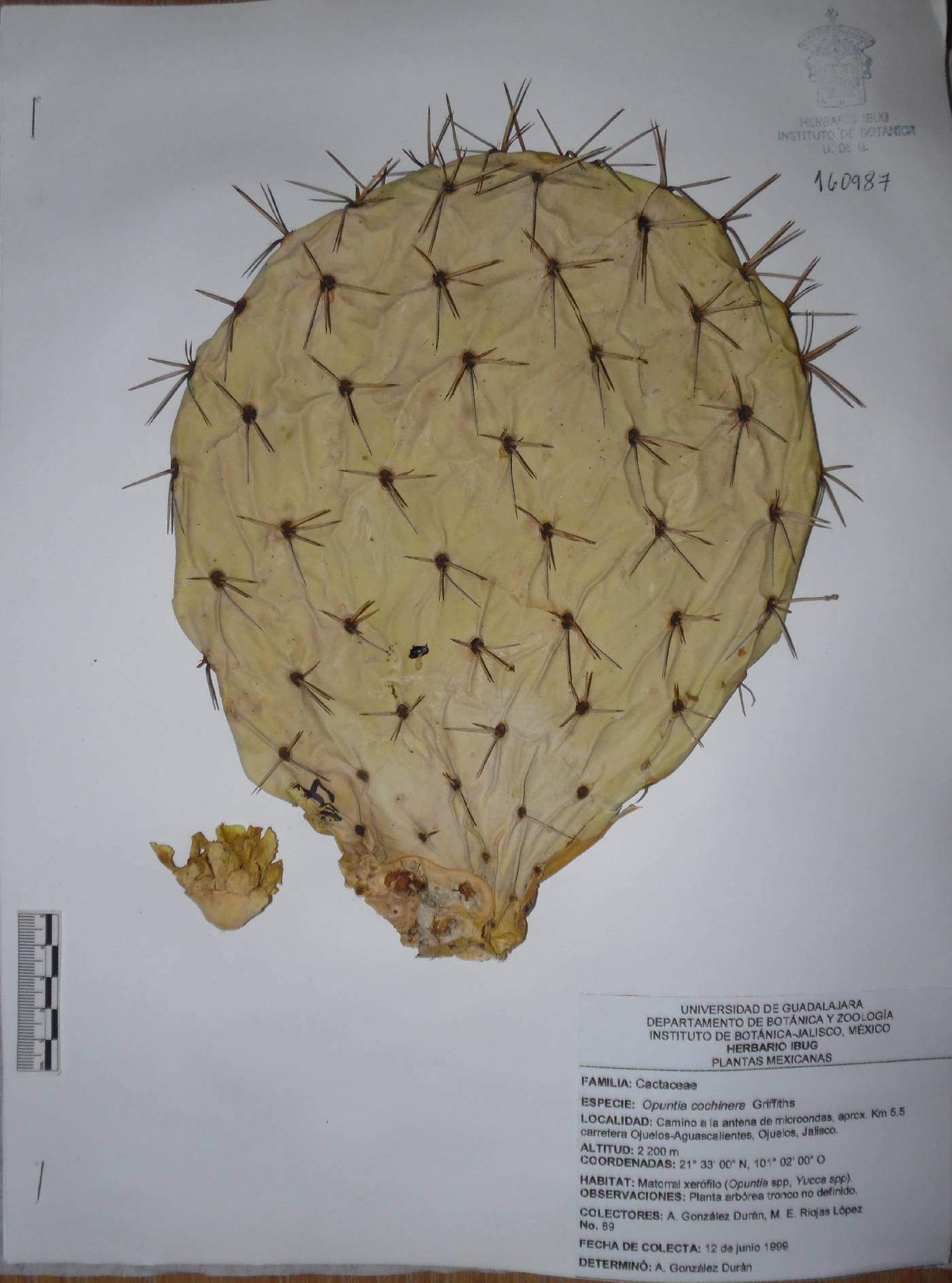 Opuntia cochinera image