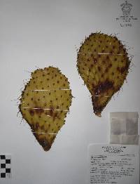 Opuntia lasiacantha image