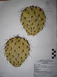 Opuntia phaeacantha image