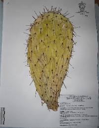 Opuntia hyptiacantha image