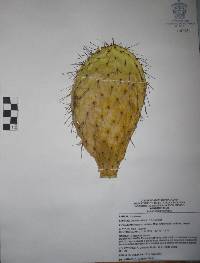 Opuntia velutina image