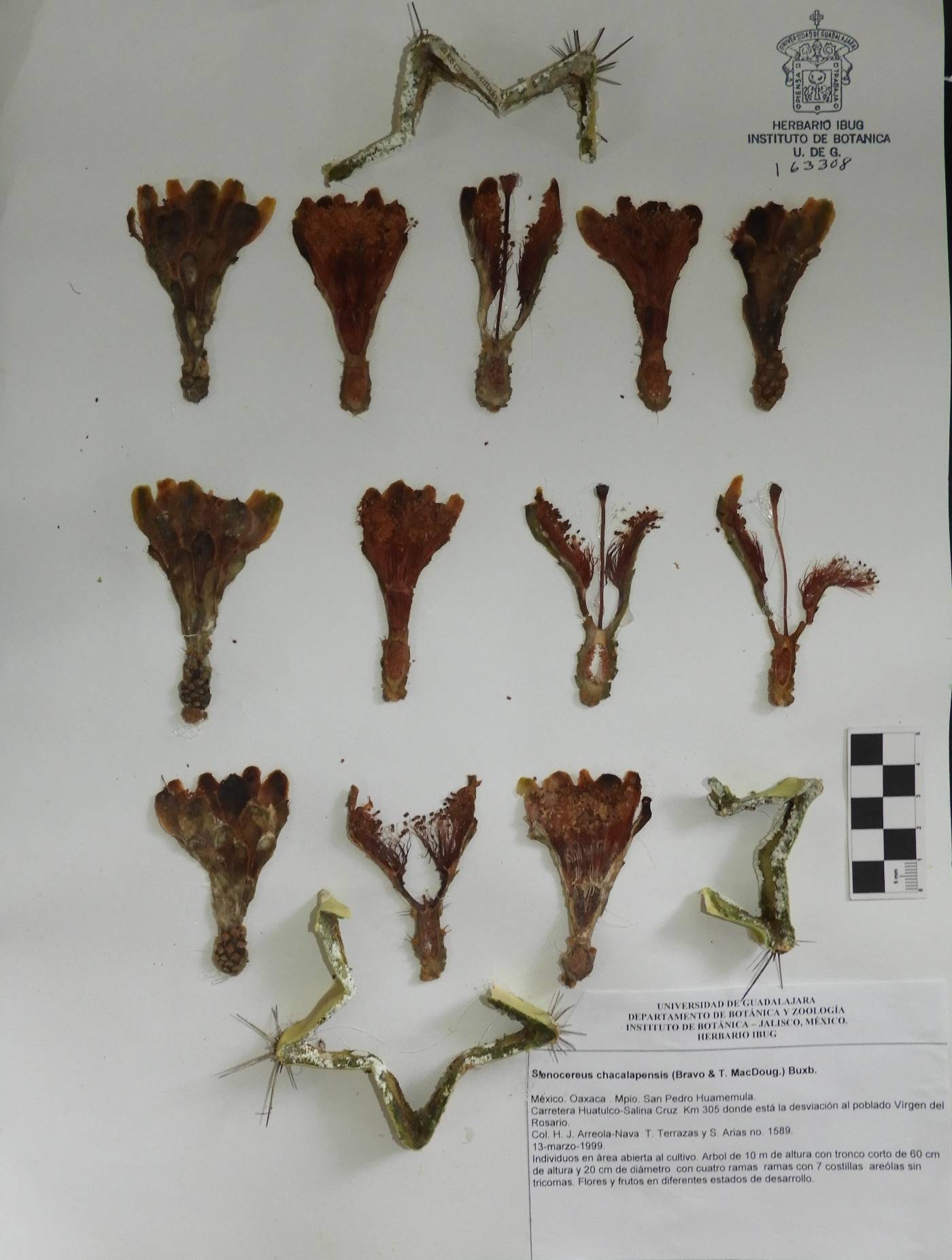 Stenocereus chacalapensis image