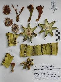 Stenocereus queretaroensis image