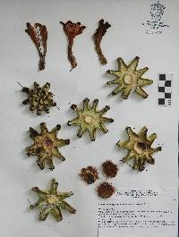 Stenocereus queretaroensis image