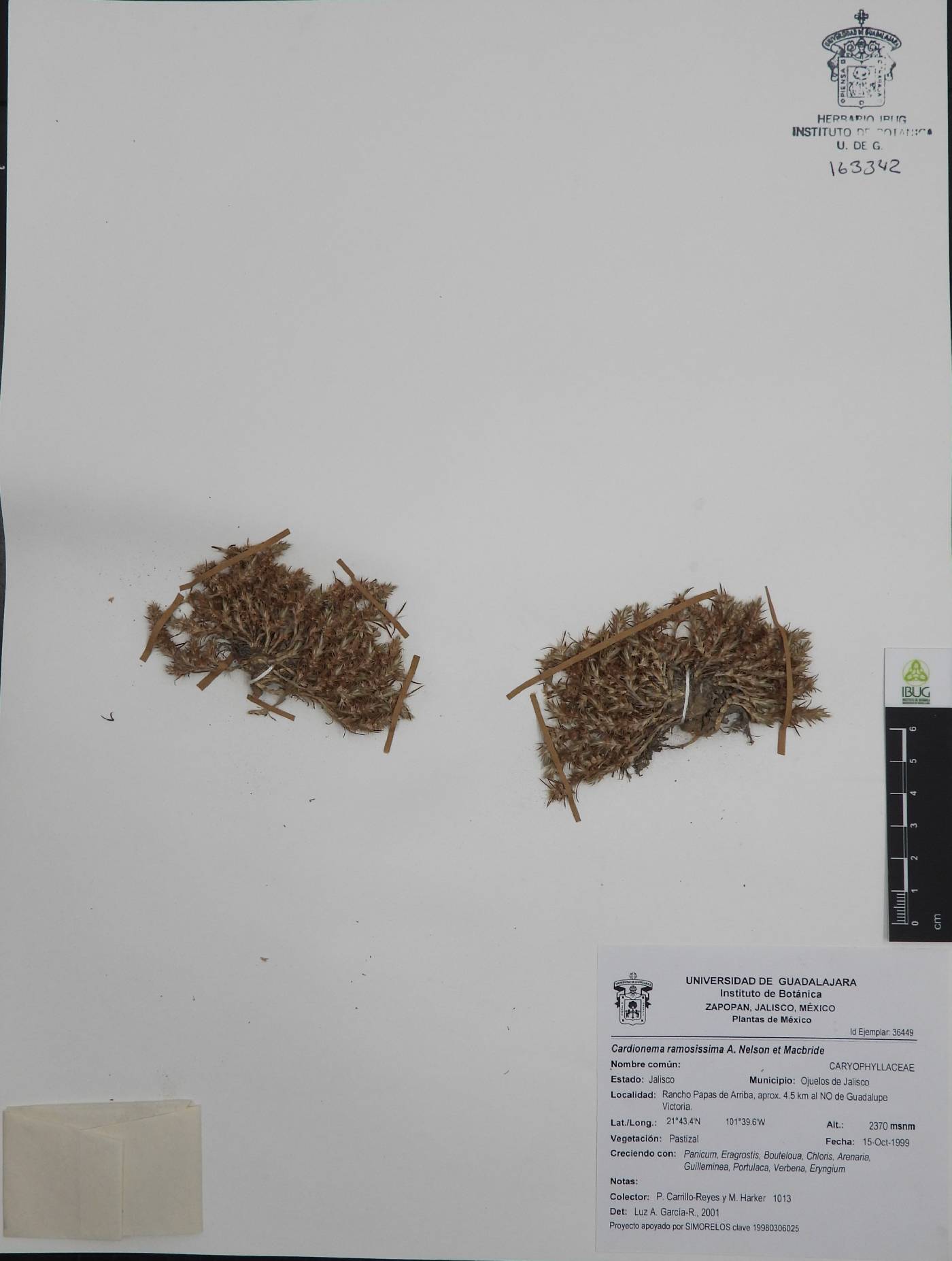 Cardionema ramosissima image