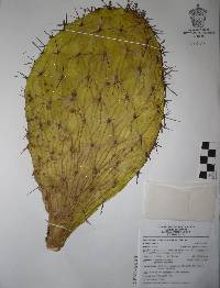 Opuntia megacantha image