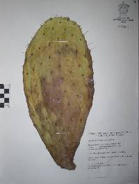 Opuntia streptacantha image