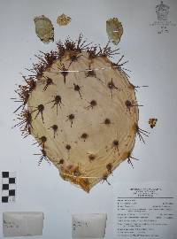 Opuntia rastrera image