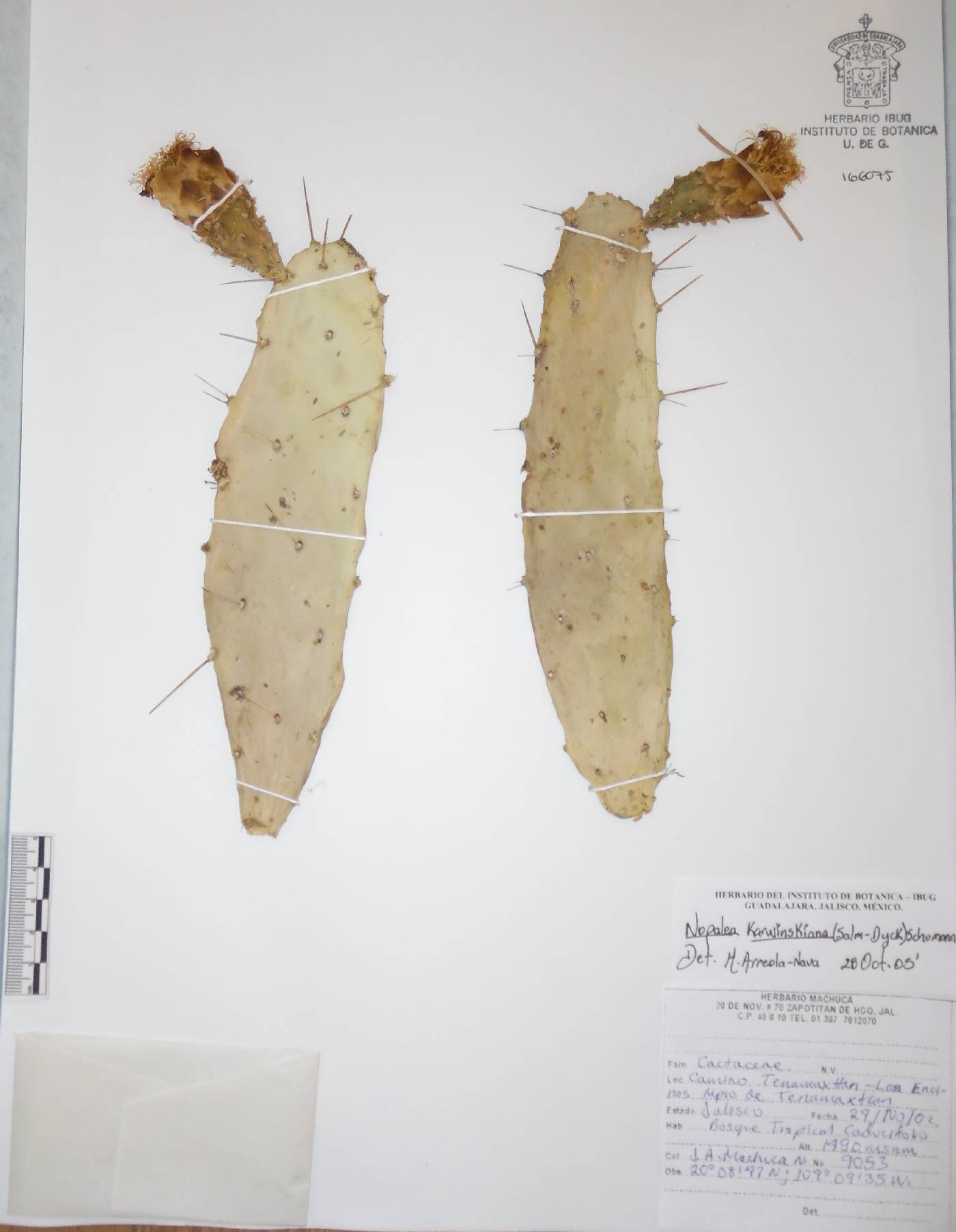 Opuntia karwinskiana image