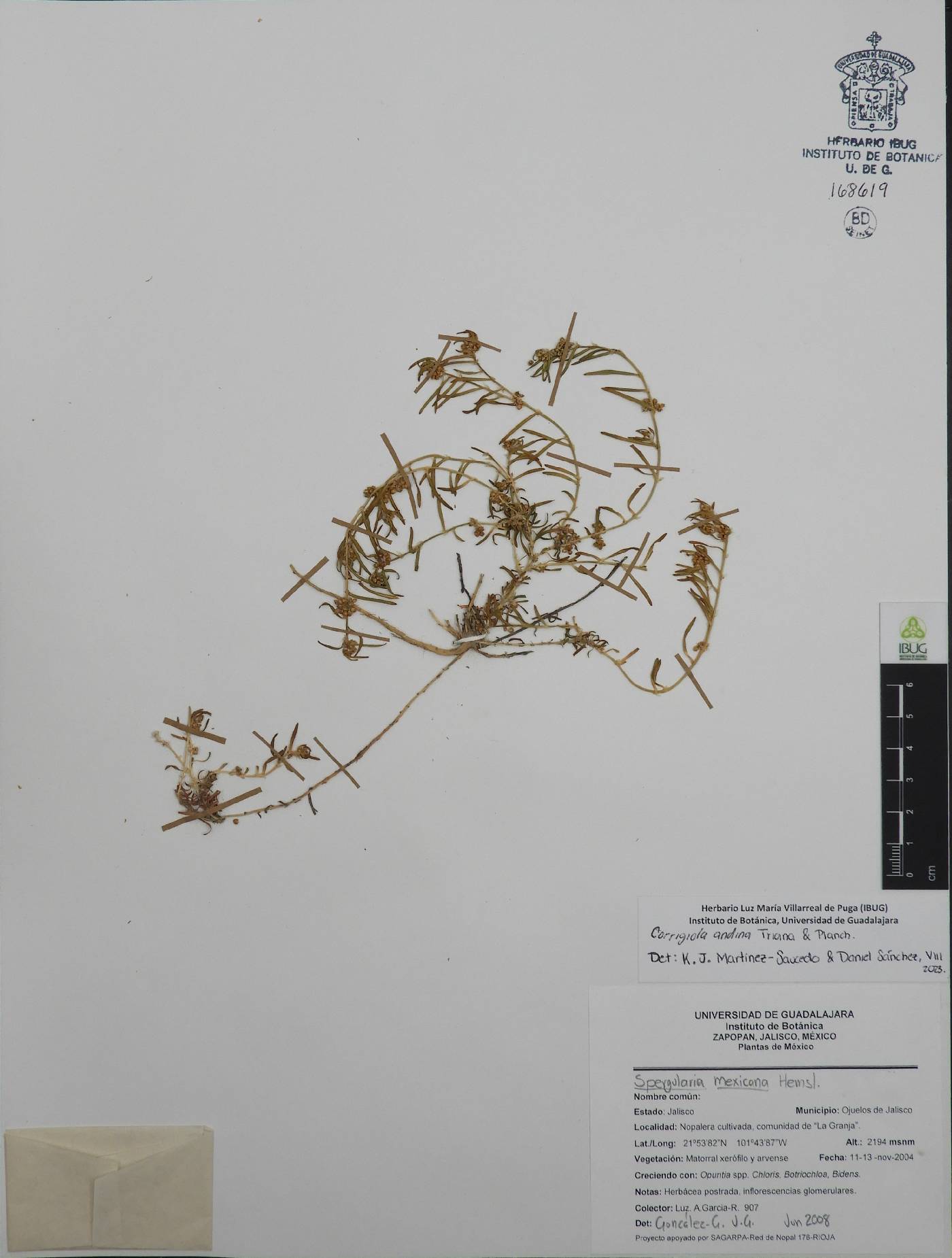 Corrigiola andina image