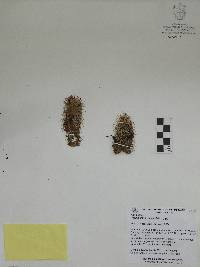 Mammillaria sphacelata image