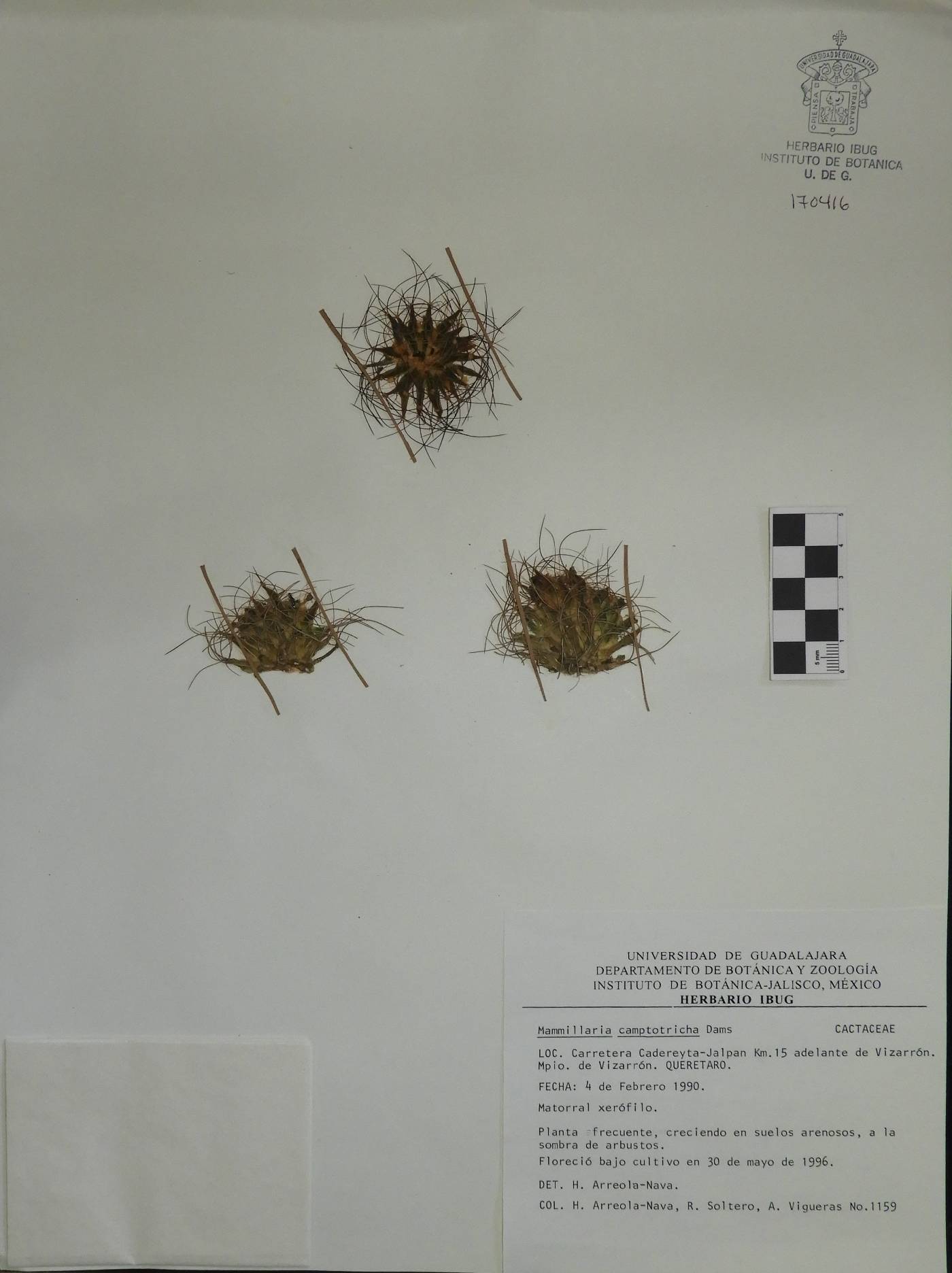 Mammillaria decipiens subsp. camptotricha image