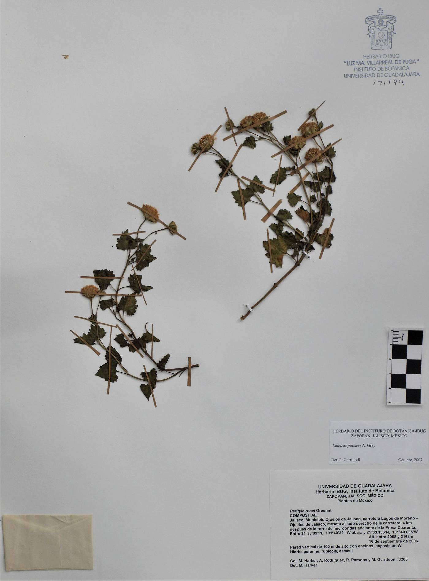 Eutetras image
